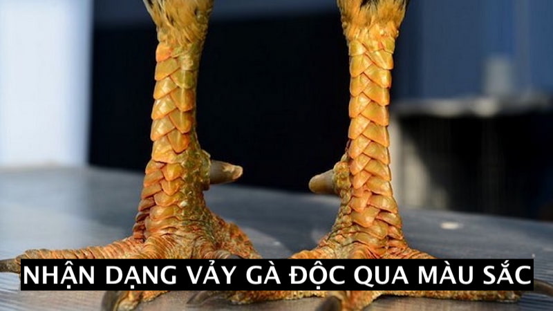 Nhận dạng vảy gà chọi độc thông qua màu sắc